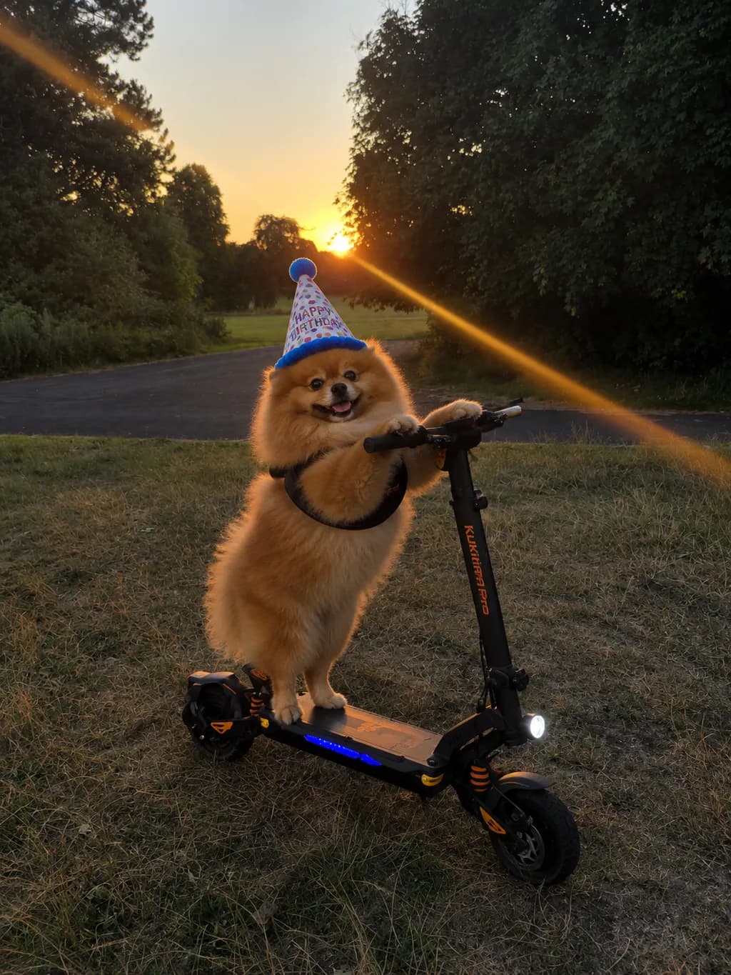 Sunset Dog Celebration