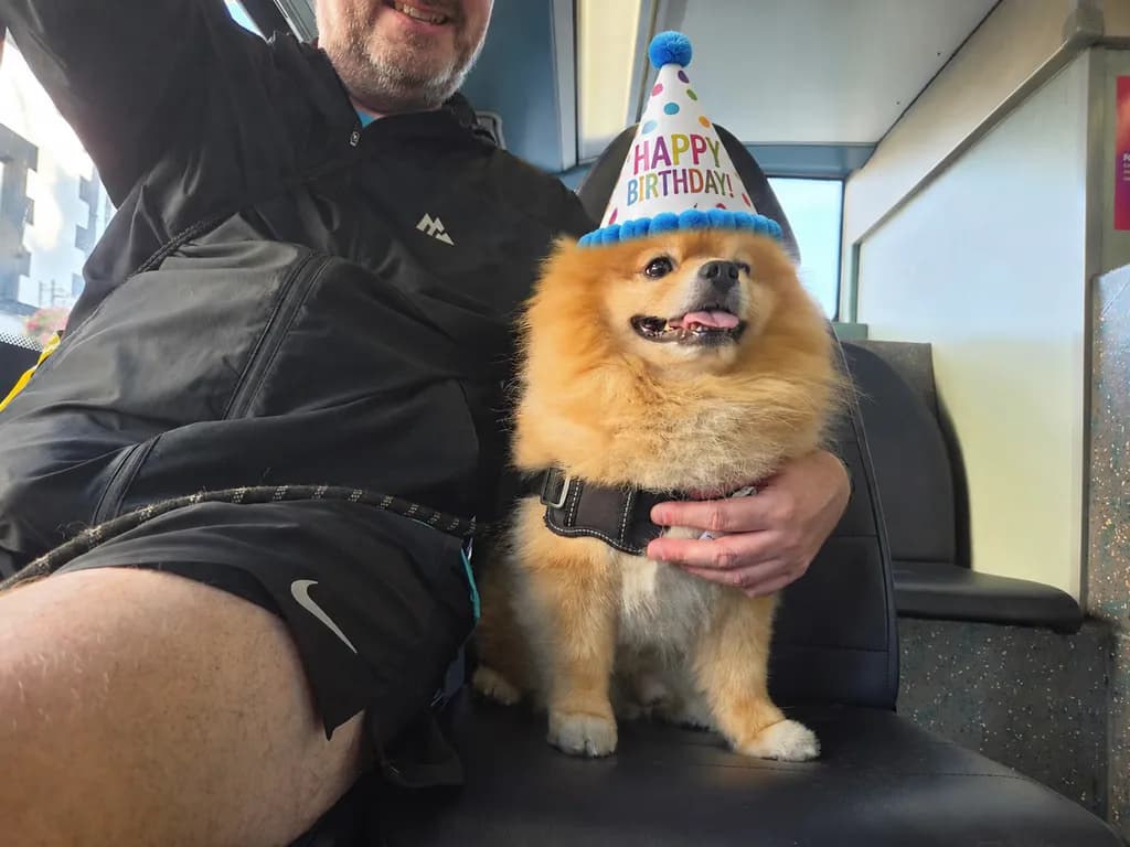 Birthday Dog Celebration