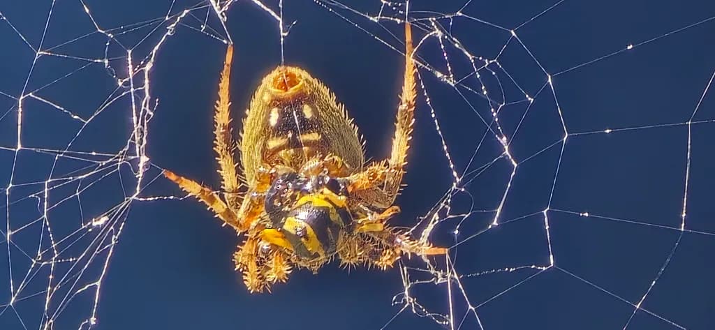 Spider Web Detail