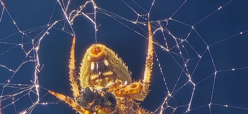 Spider Web Closeup
