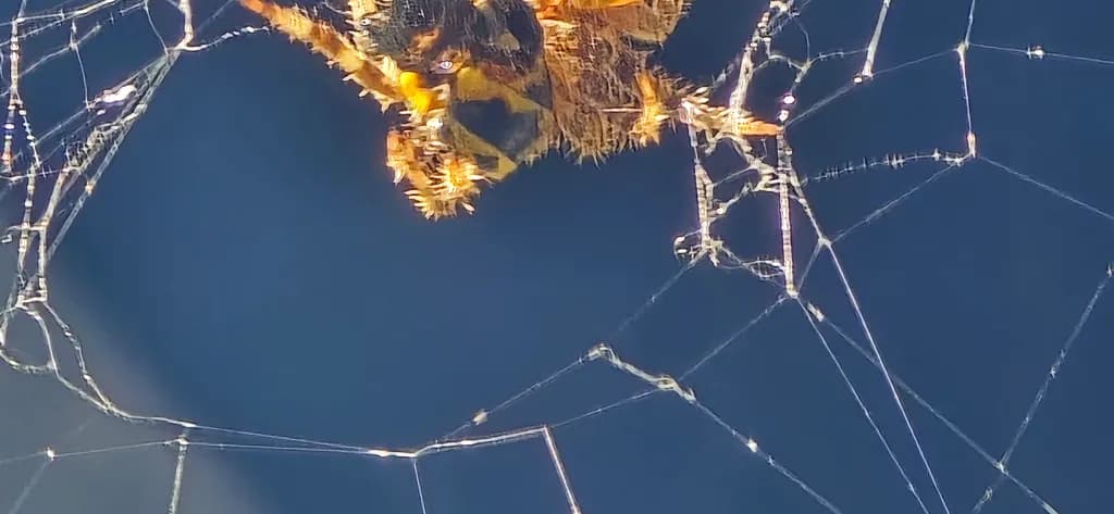 Spider Web Close-Up
