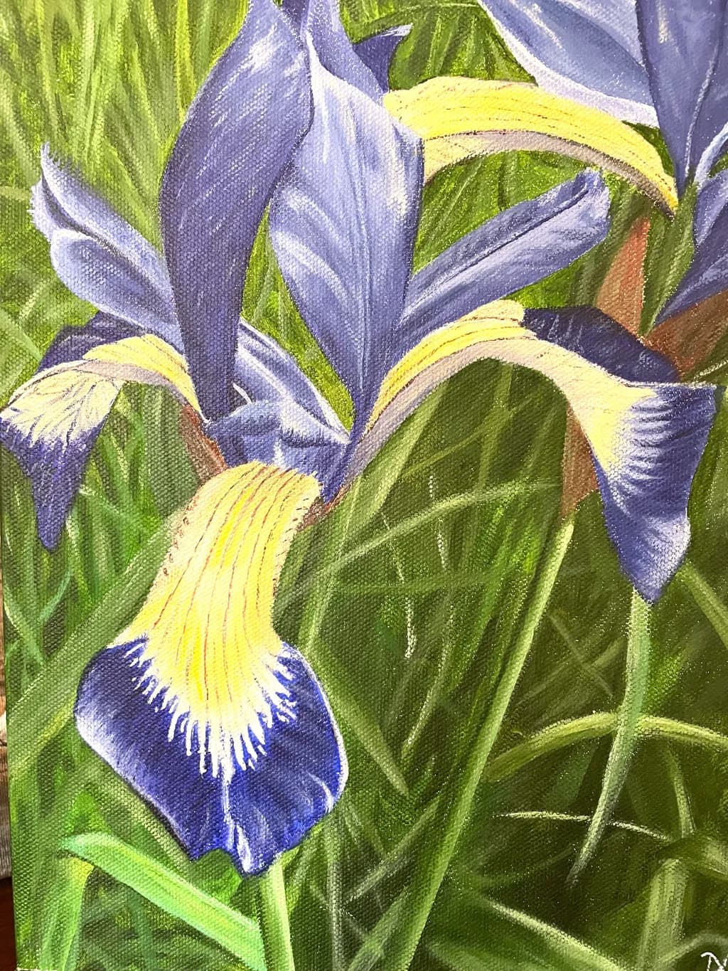 Siberian Iris