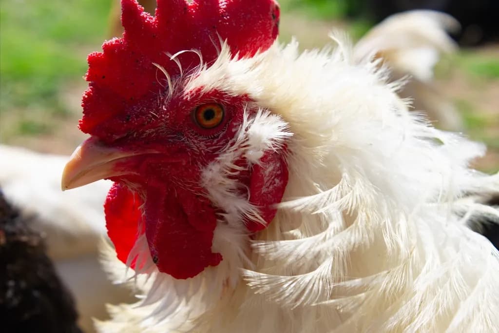 White Rooster Portrait