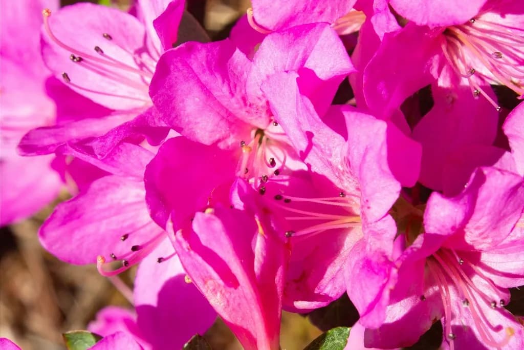 Pink Azalea Bloom