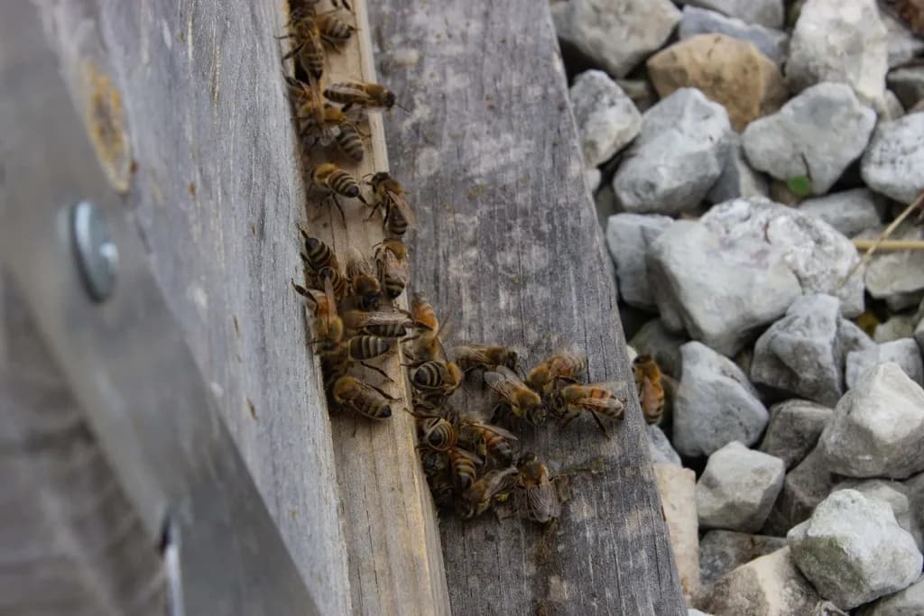Inbound Bees on Wood