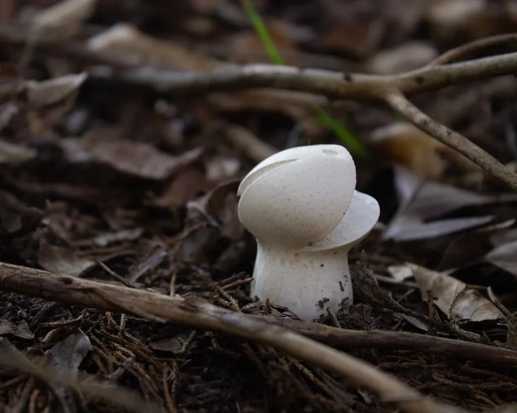 Forest Floor Mushroom