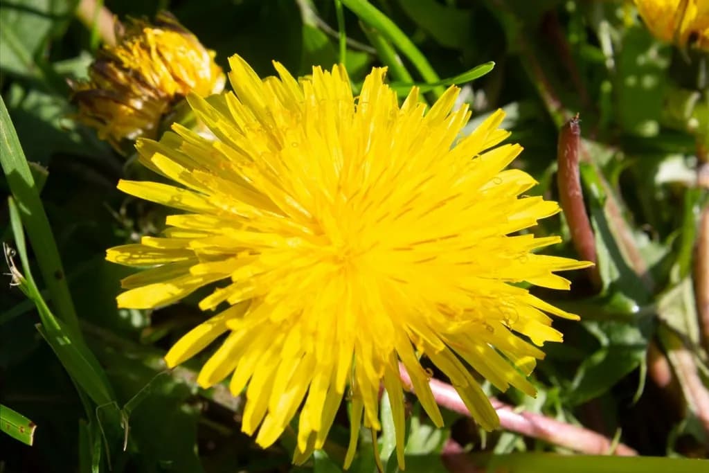 Yellow Dandelion Bloom