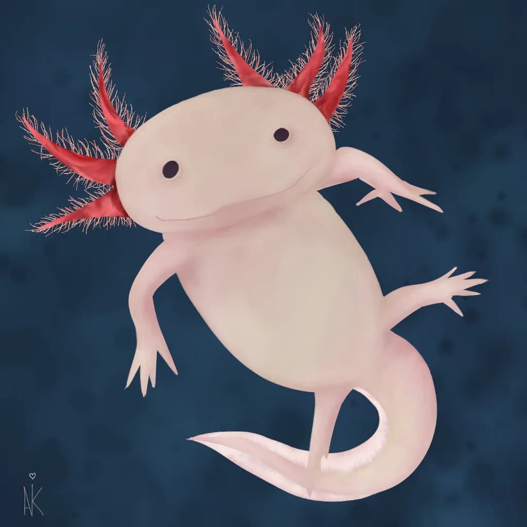 Axolotl Dance