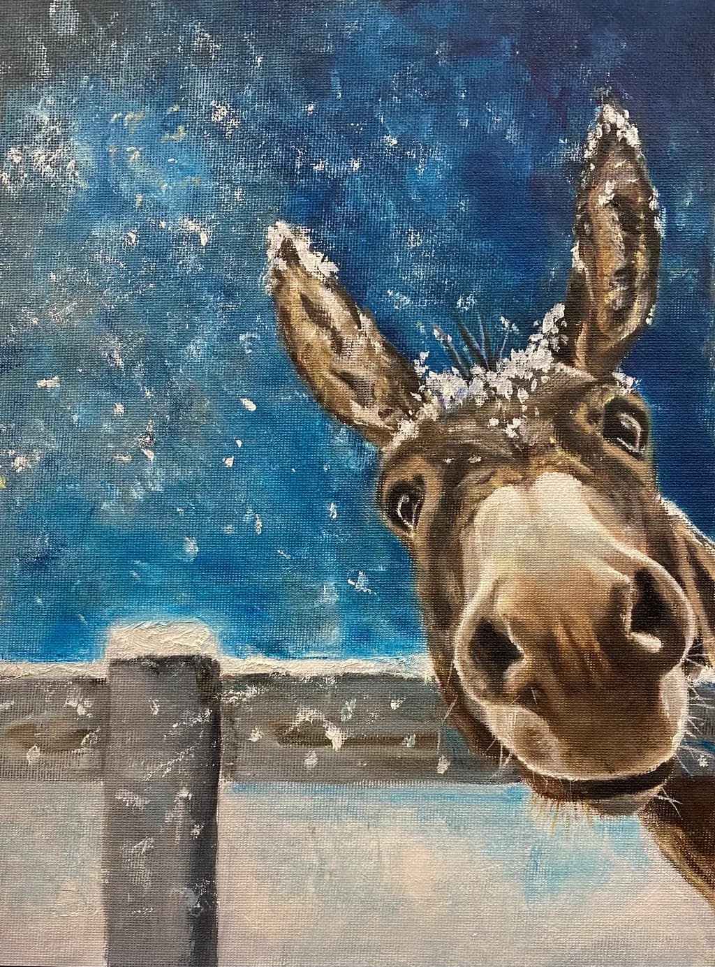 Snowy Donkey Closeup