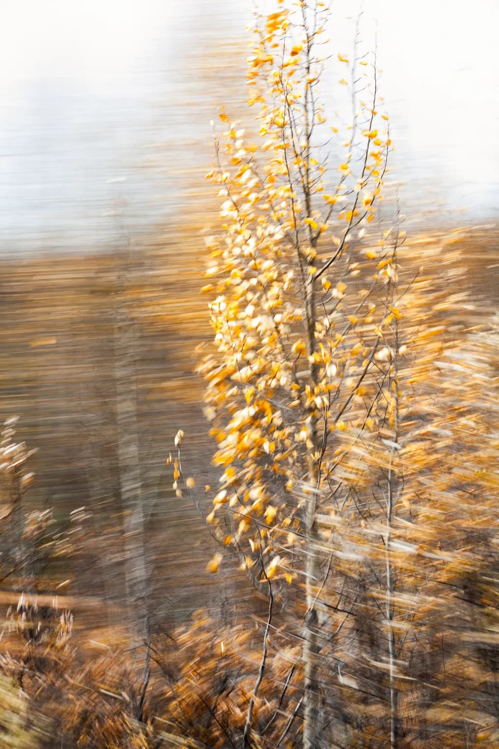 Autumn Trees Blur