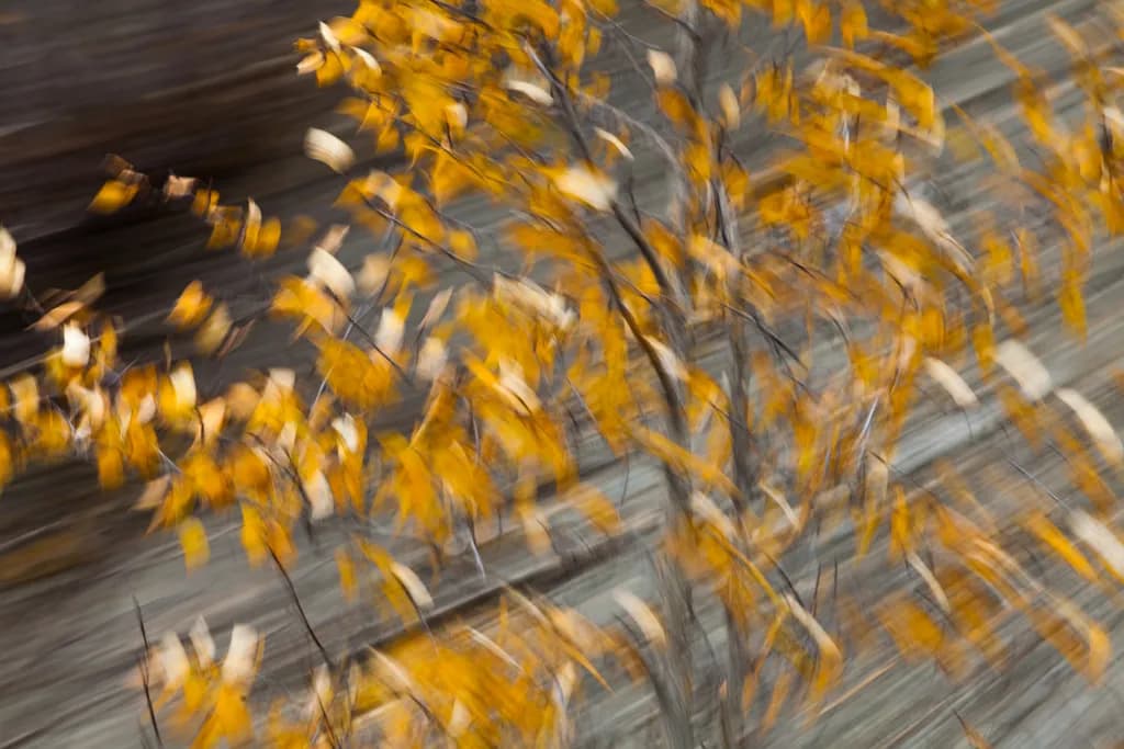 Autumn Leaves Motion