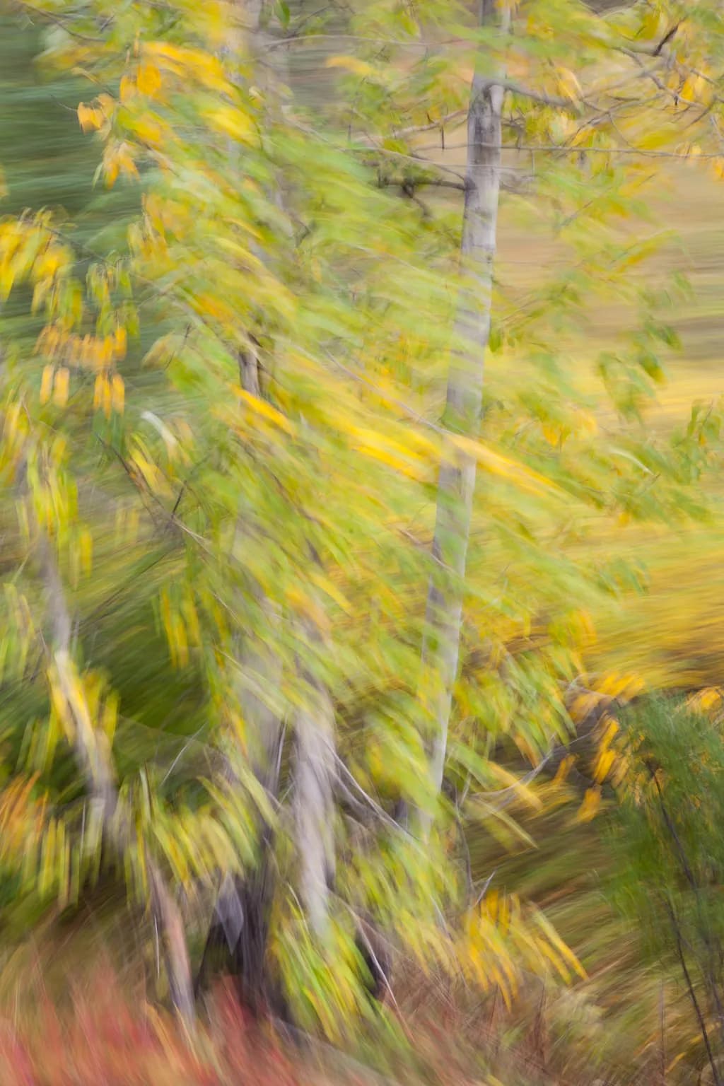 Autumn Trees Blur