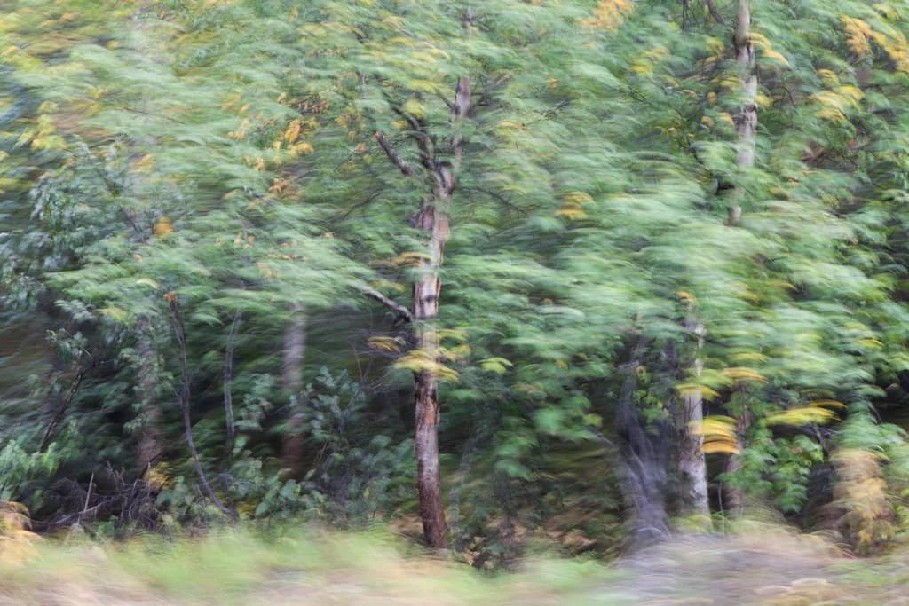 Whispering Forest Trees