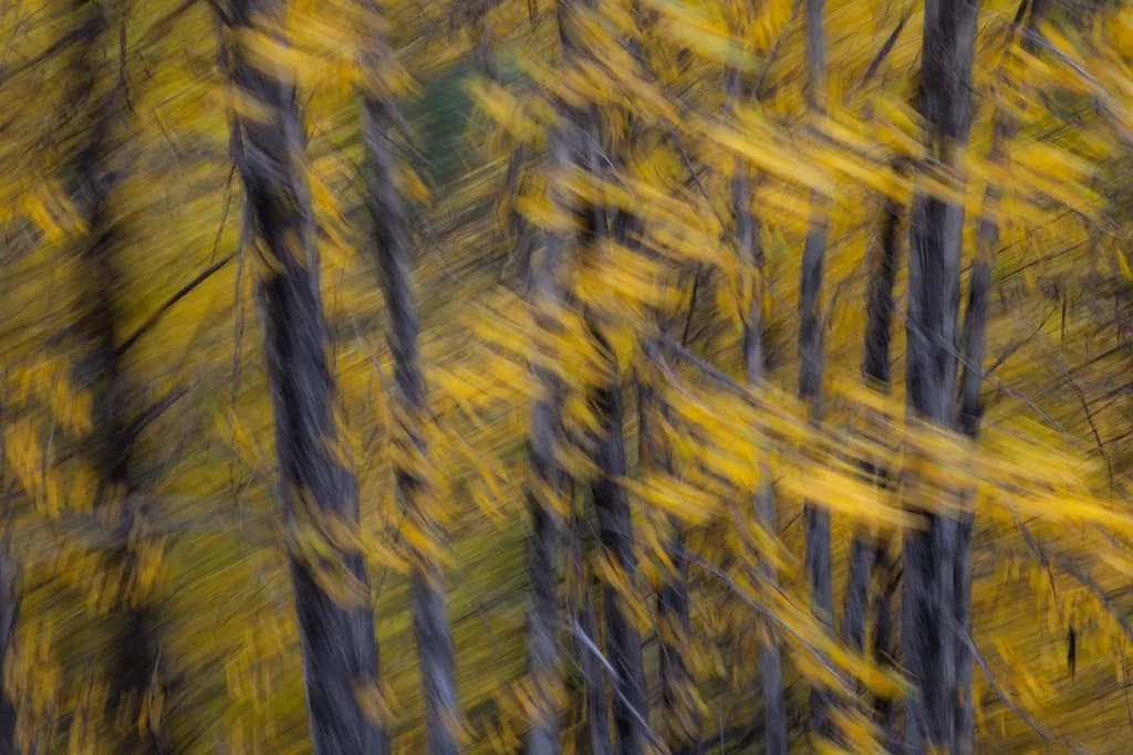Autumn Forest Blur