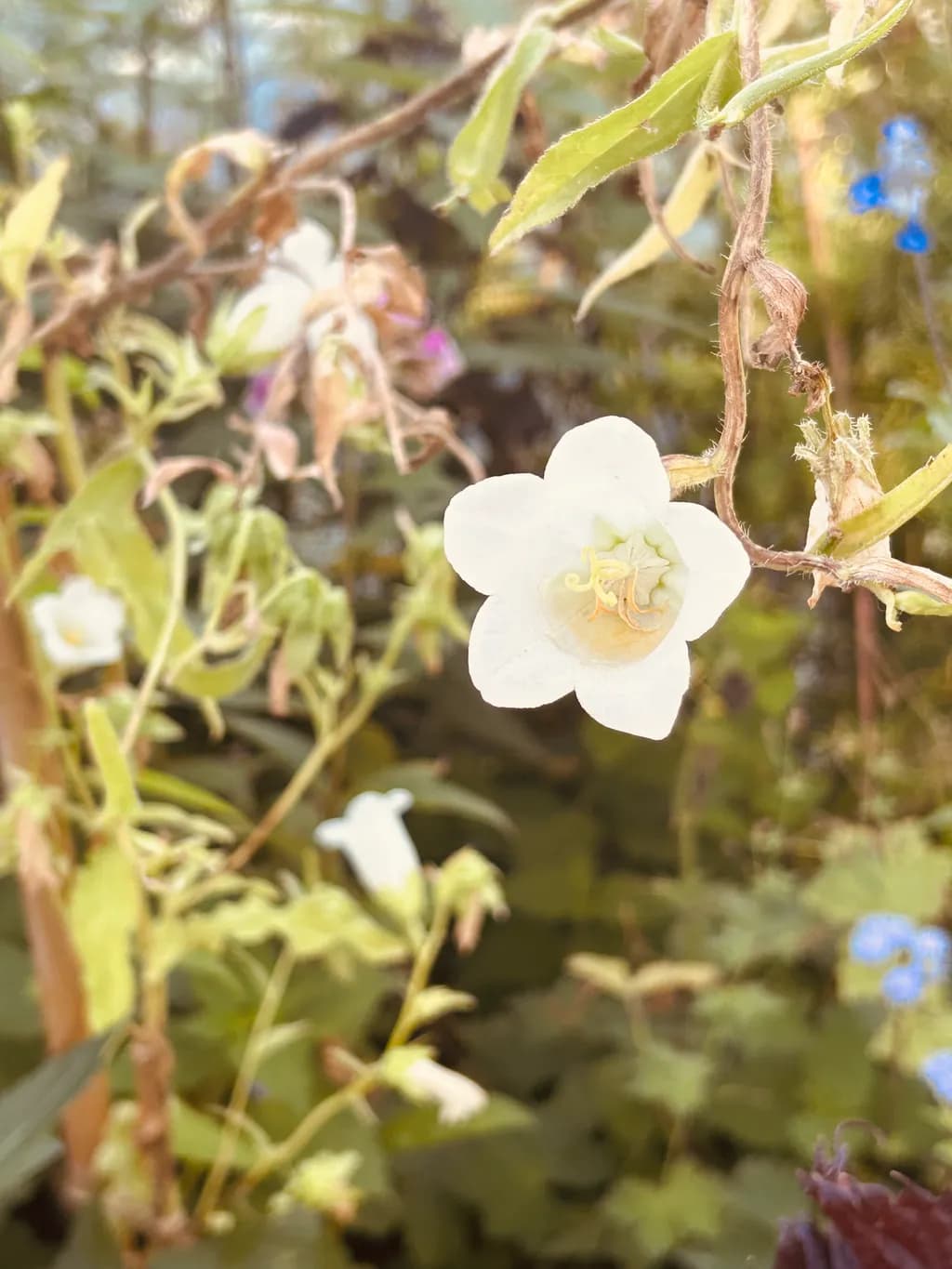 White Bellflower Bloom