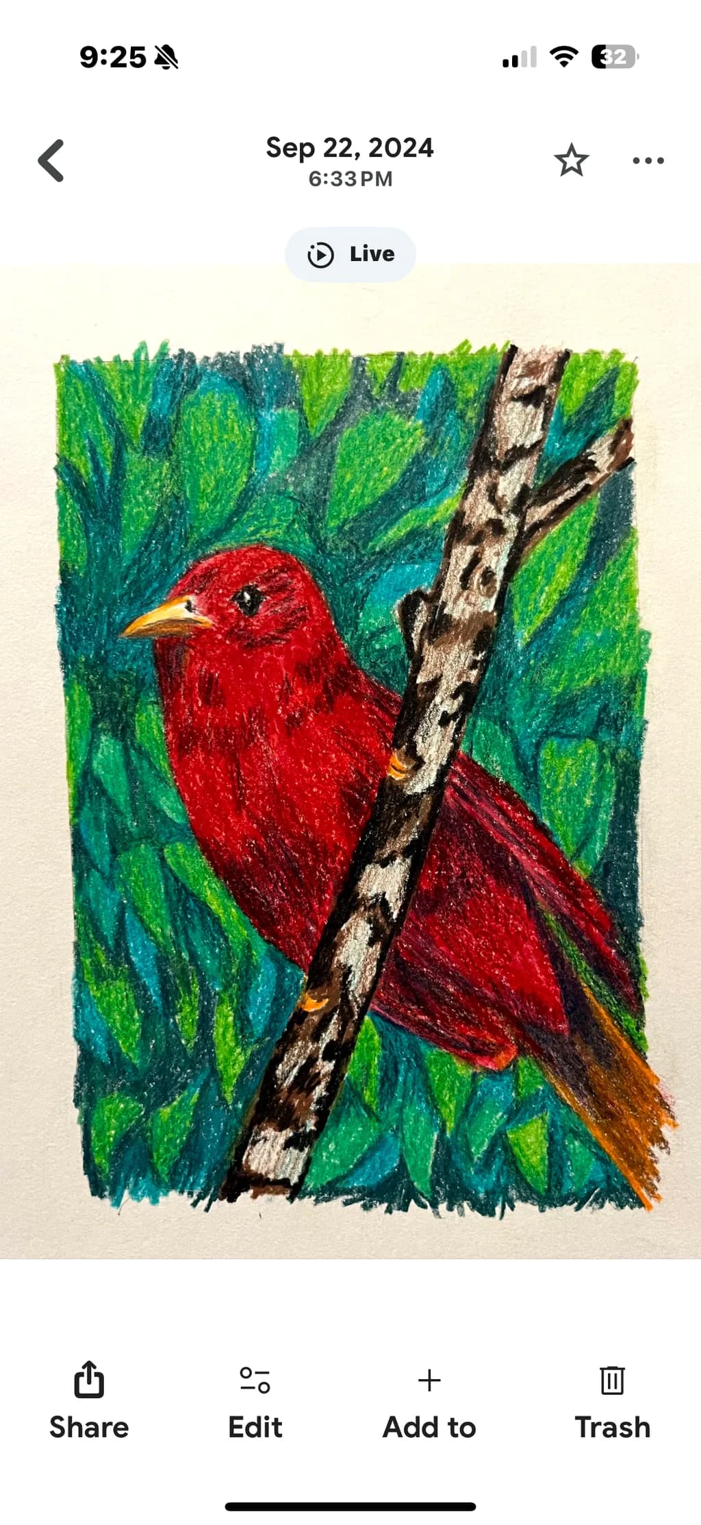 Red Bird on Birch