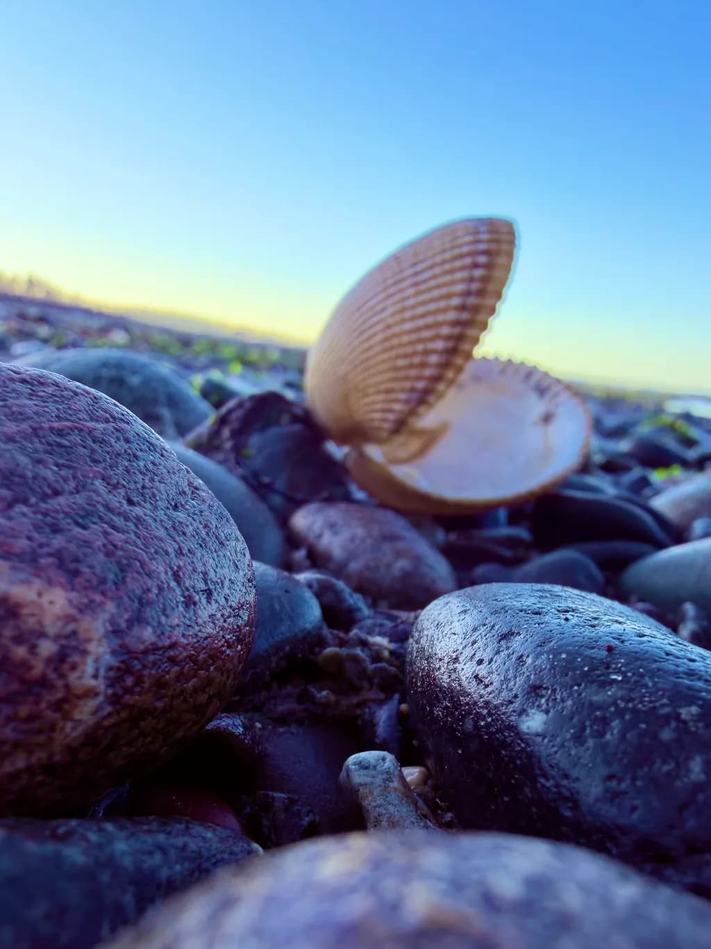 Seashell Among Stones