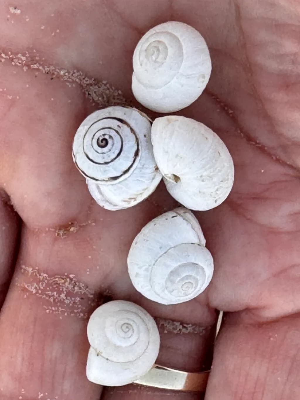 White Spiral Shells
