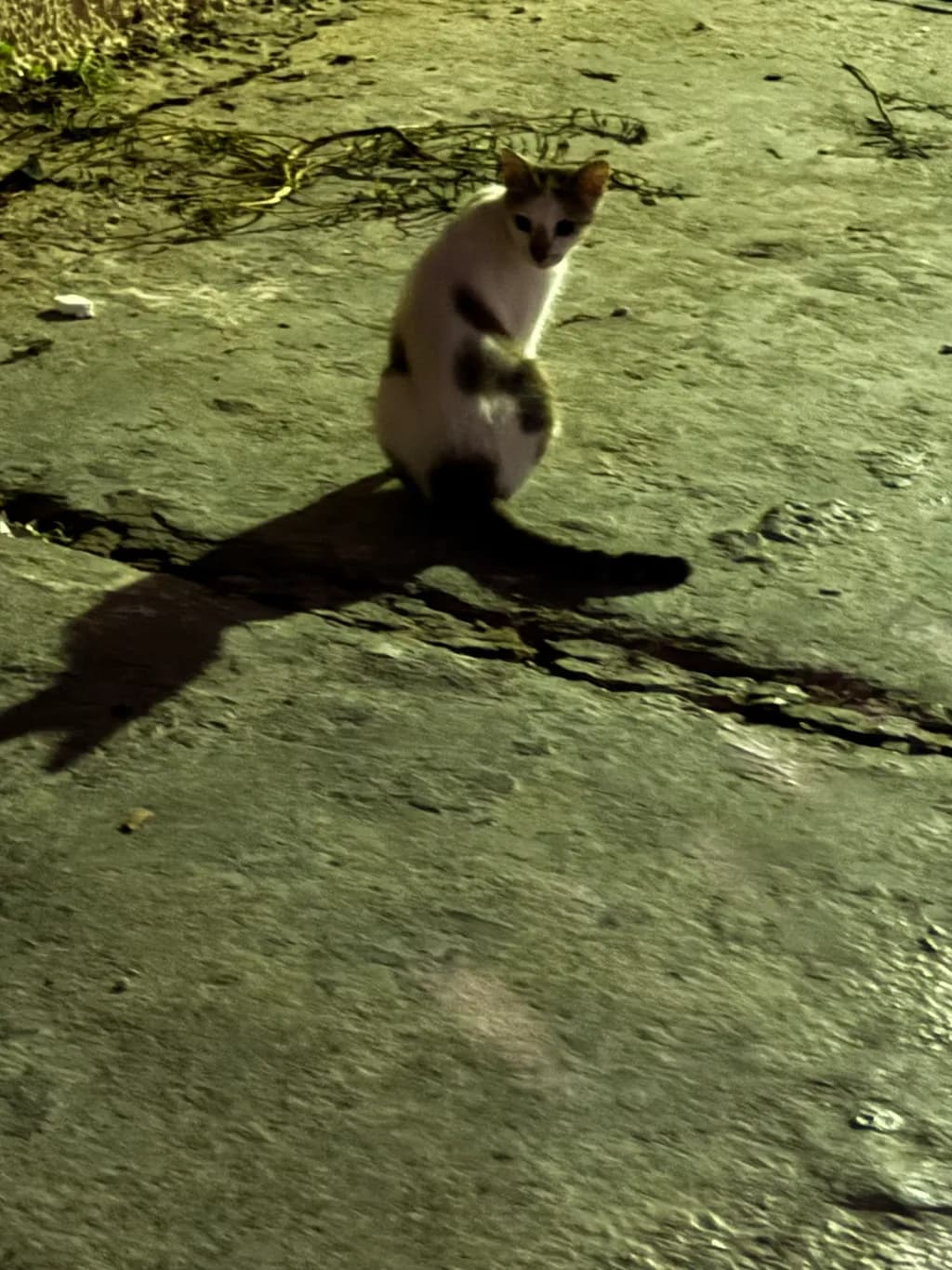 Street Cat Shadow