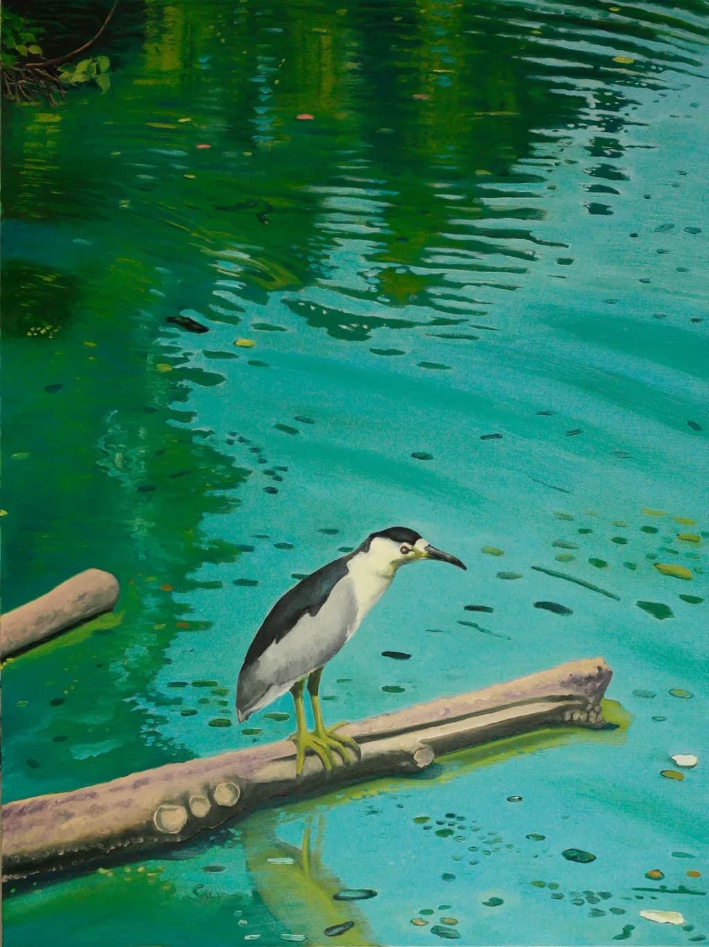 Black-Crowned Night Heron