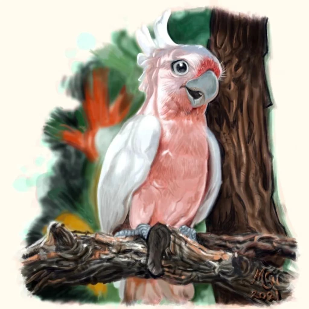 Galah on Branch