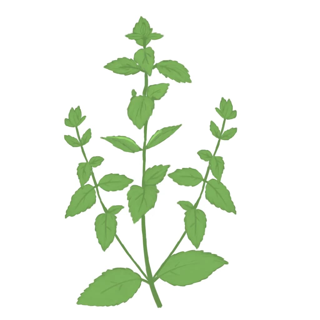 Mint Leaves Illustration