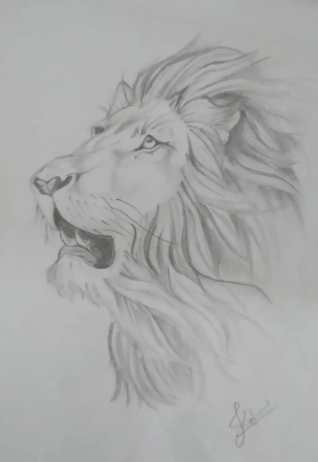 Lion Portrait