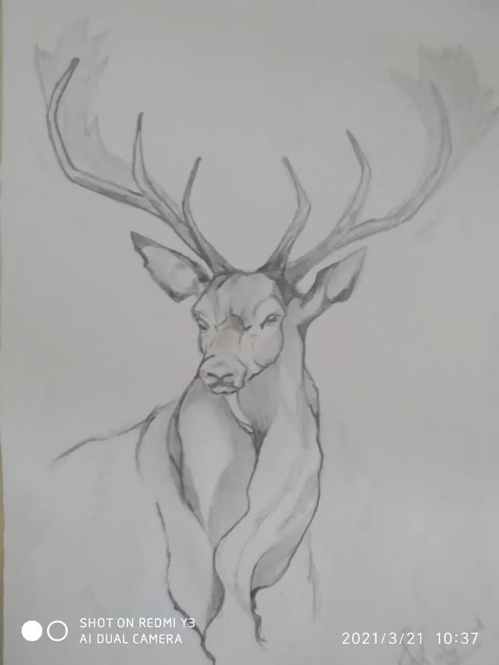 Deer Portrait Sketch