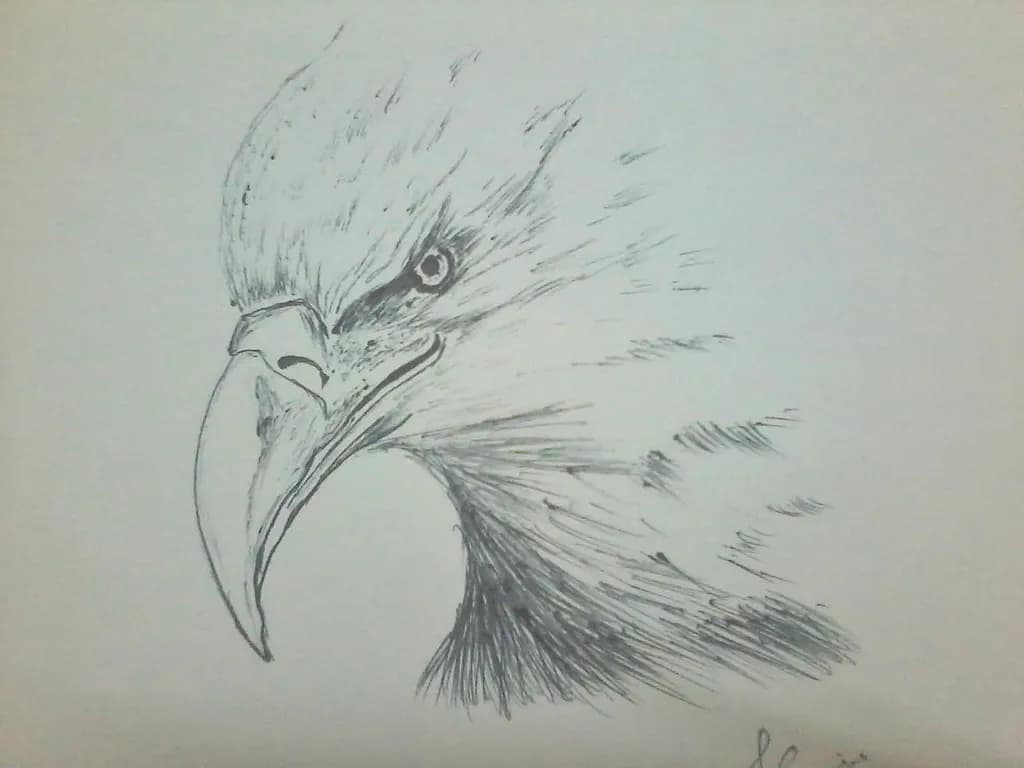 Eagle Head Sketch