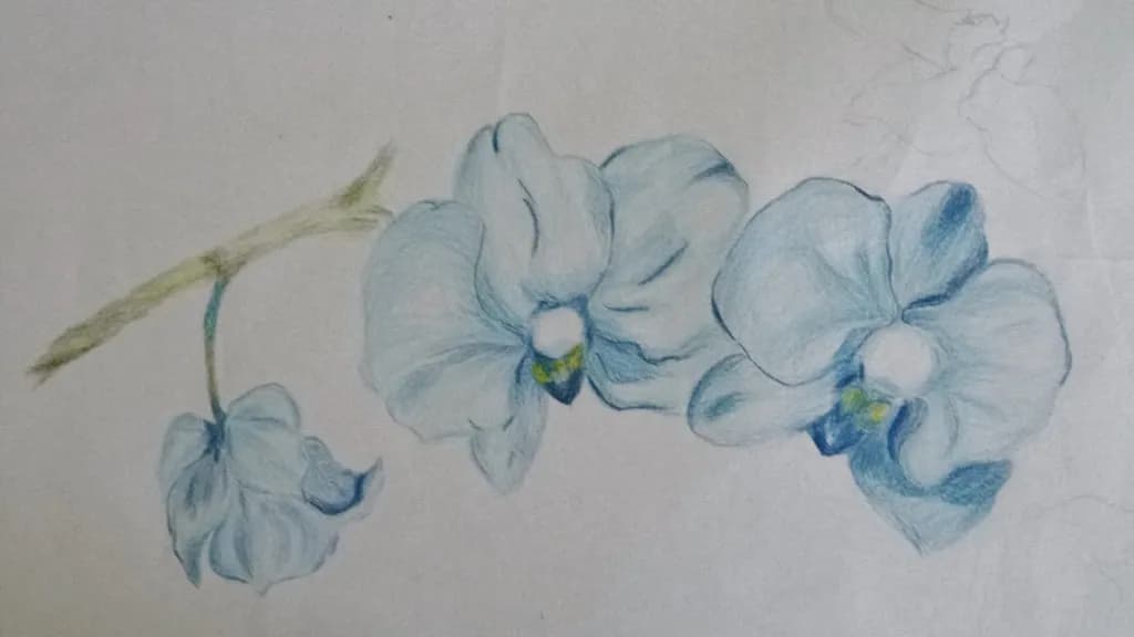 Orchid Branch Study