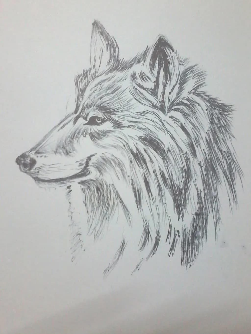 Wolf Profile Sketch