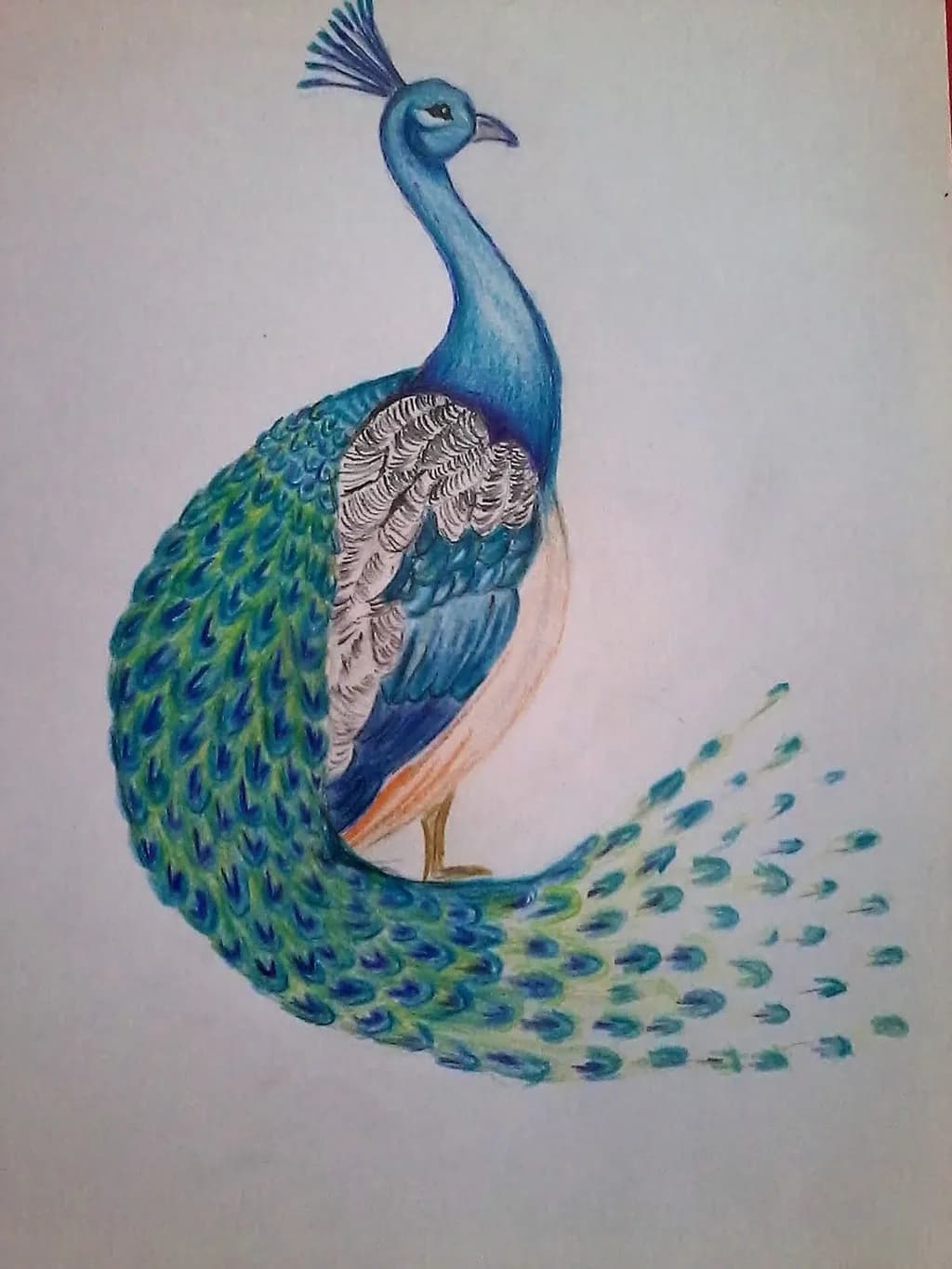 Peacock Display