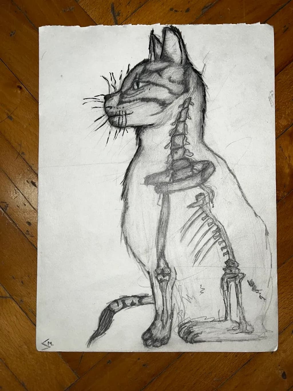 Cat Anatomy
