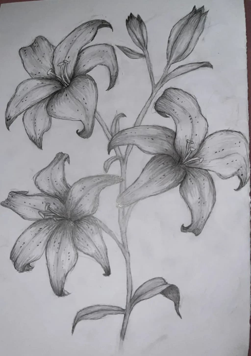 Lily Trio