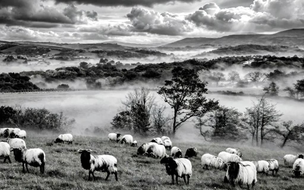 Misty Hillside Sheep
