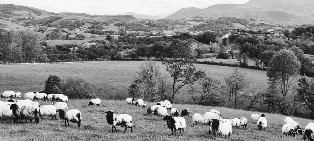 Sheep in Rolling Hills