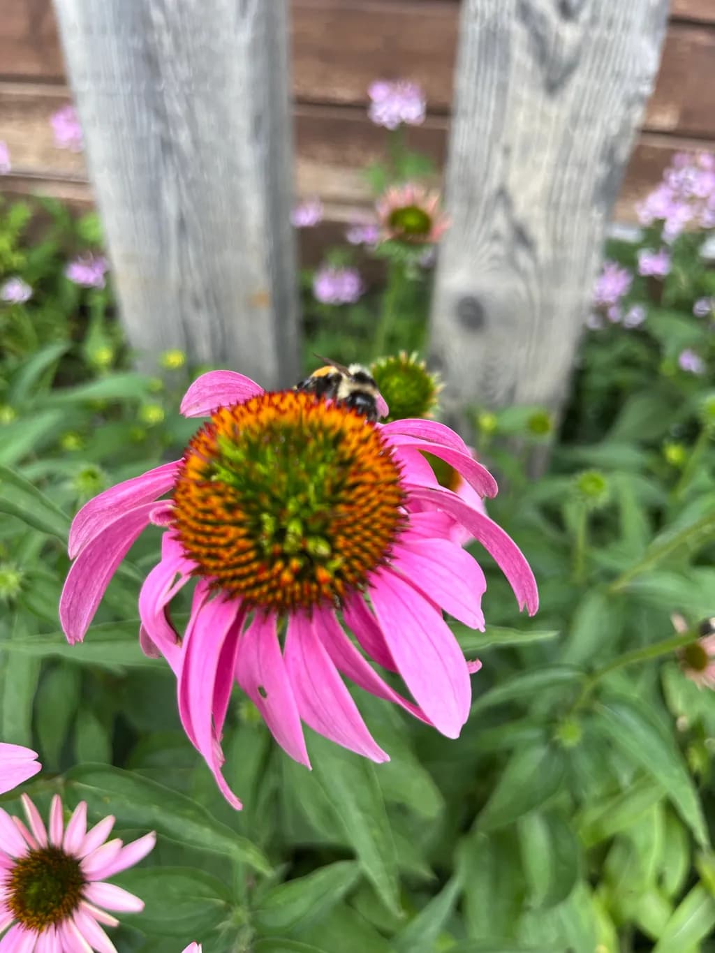 Coneflower with Bee
