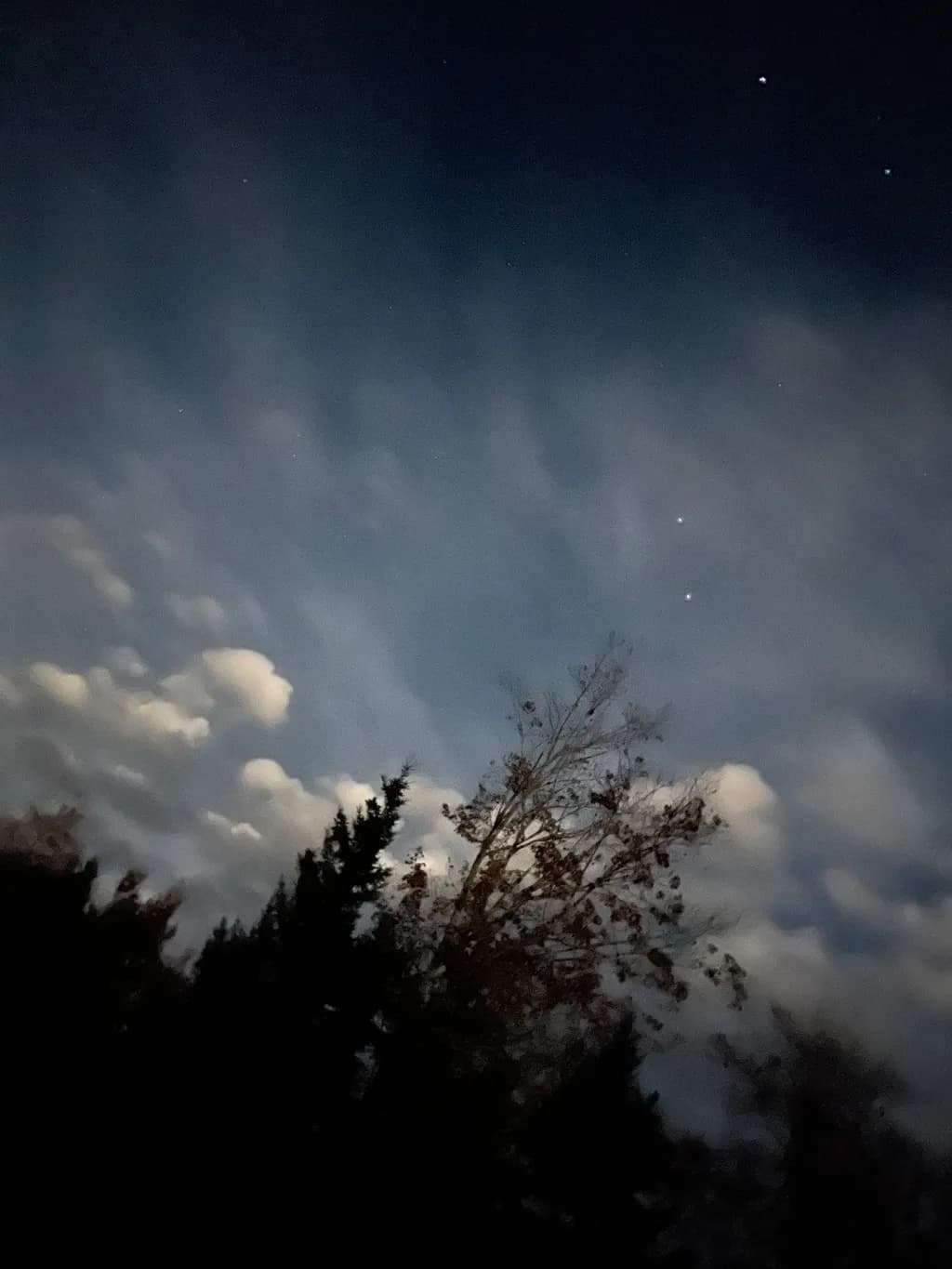 Night Sky Trees