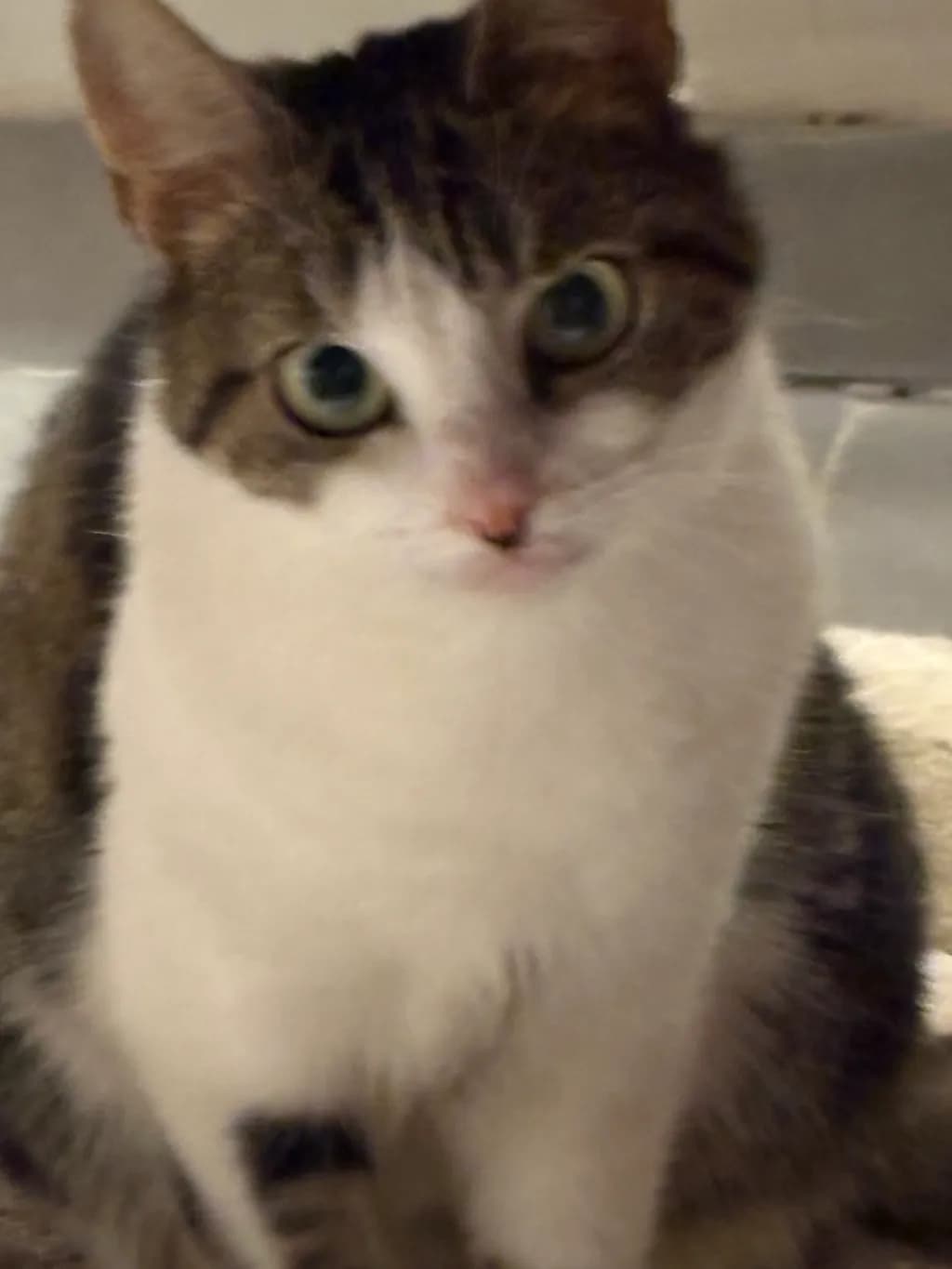 Curious Cat Portrait
