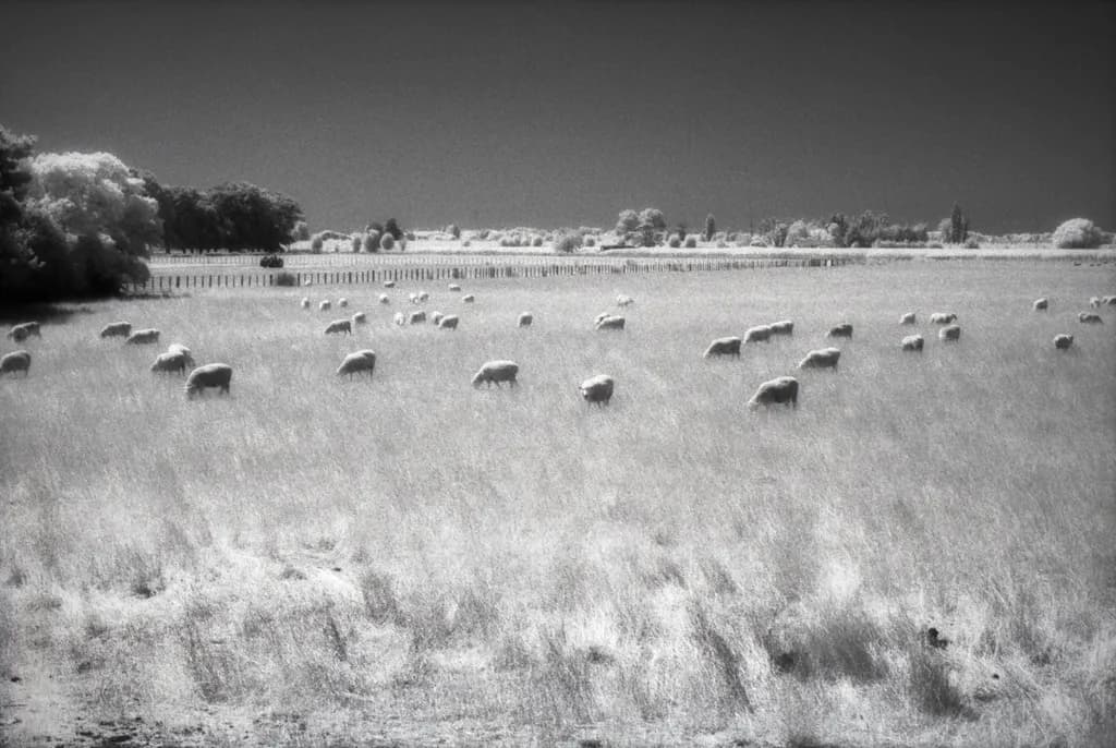 New Zealand Sheep Field