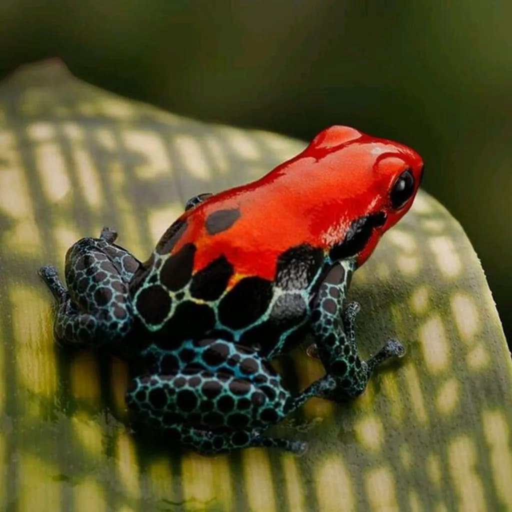 Poison Dart Frog