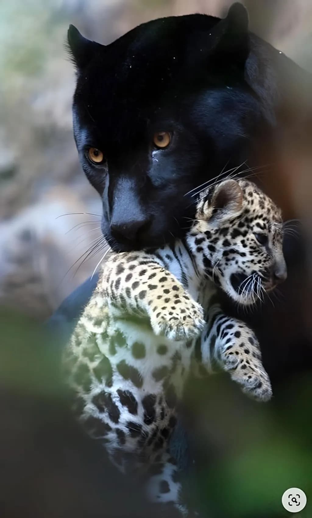 Black Panther with Cub