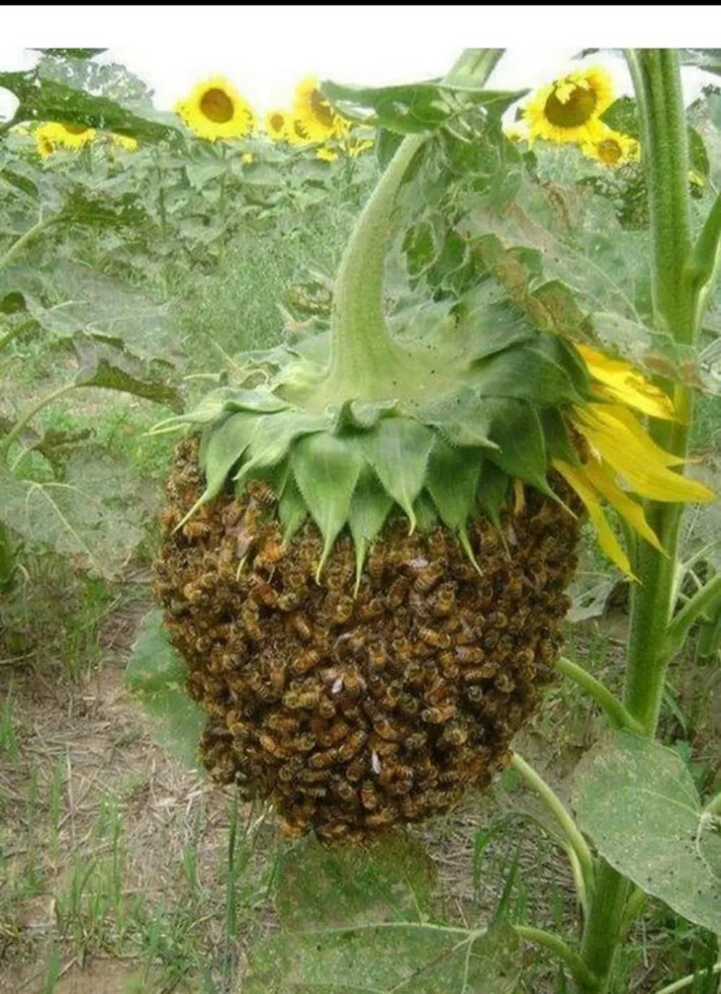 Sunflower Swarm