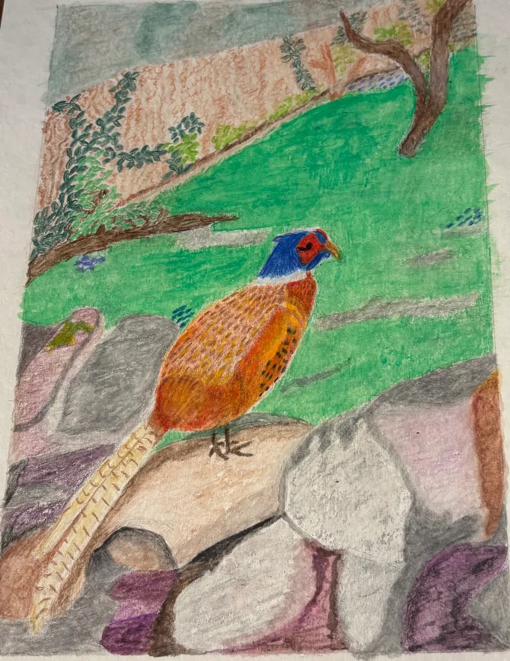 Pheasant on Rocks
