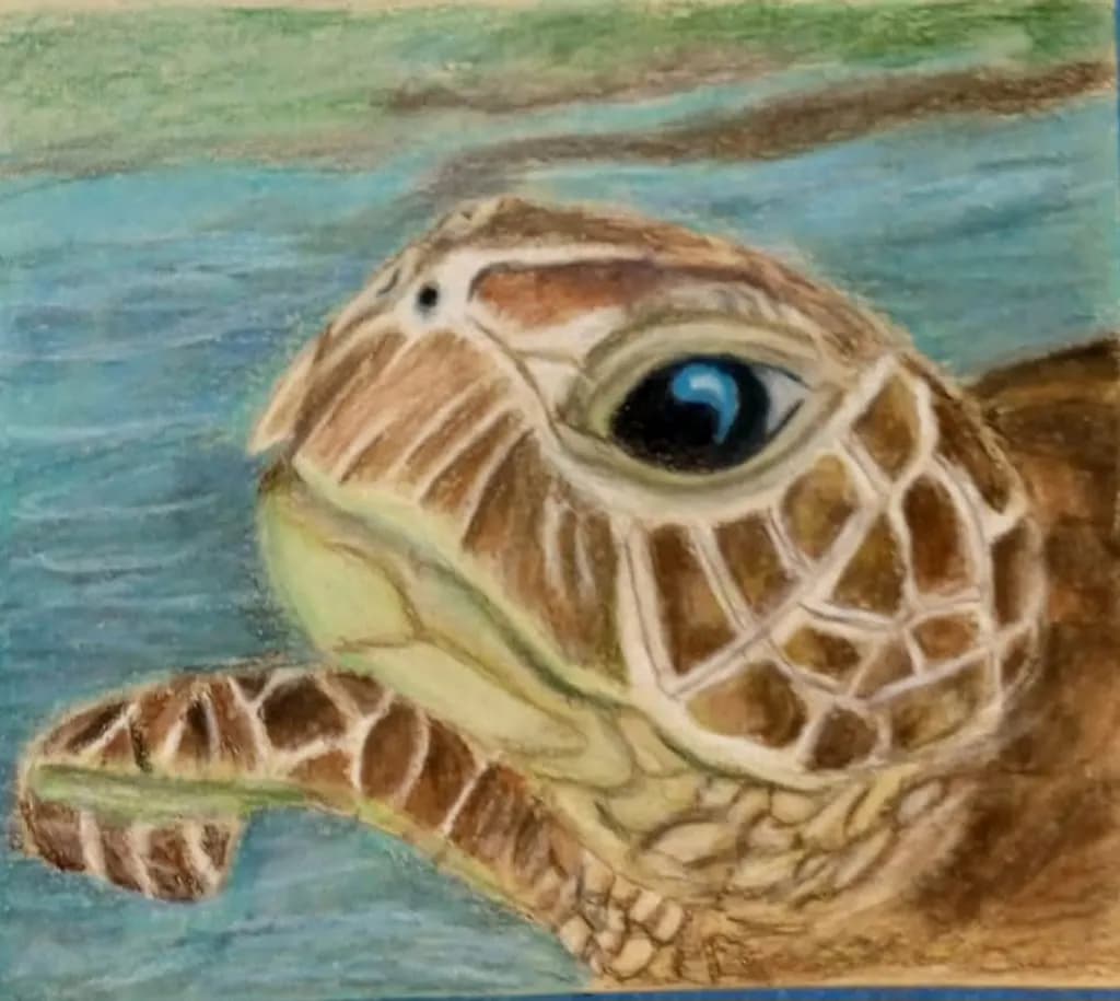 Sea Turtle Closeup
