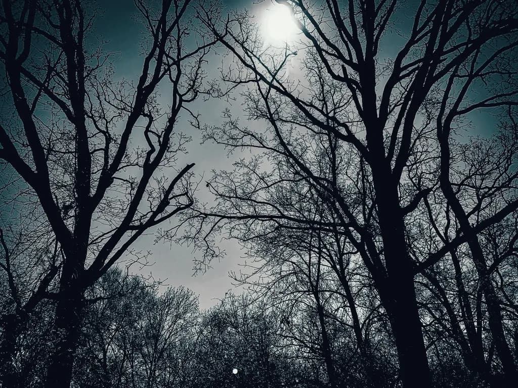 Bare Trees Moonlight