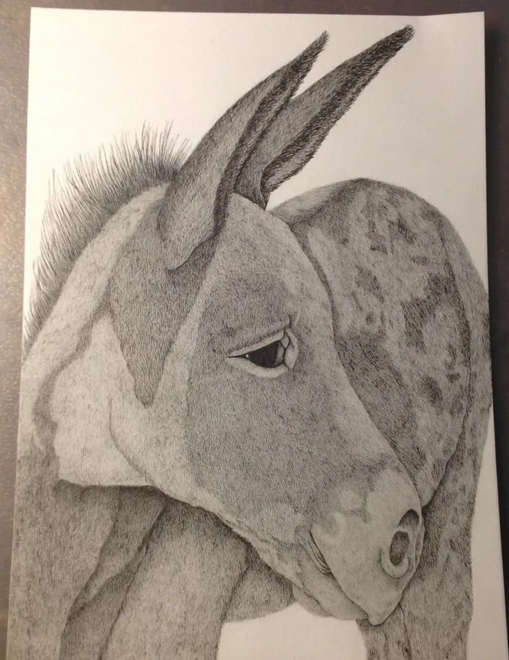 Donkey Drawing