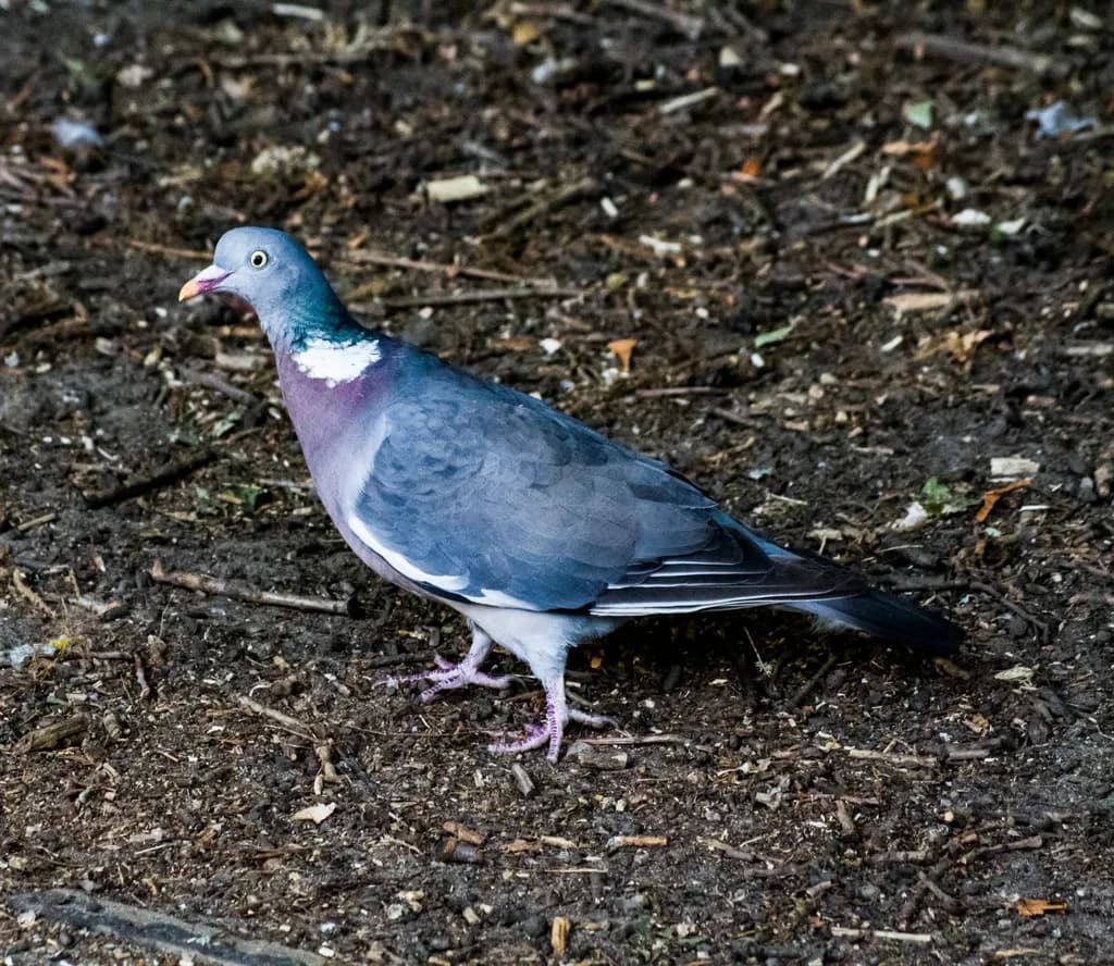 Urban Bird on Ground
