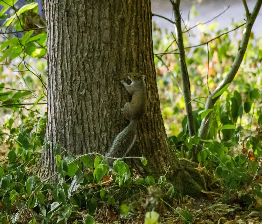 Squirrel on Tree Trunk