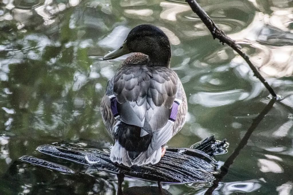 Duck on Water Reflection